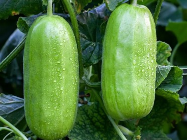 当季现摘瓜菜从田间到西安品茶工作室餐桌解锁健康家常菜